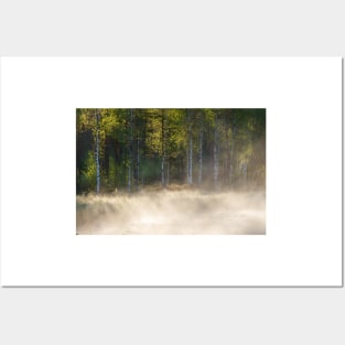 Small forest pond at sunrise Posters and Art